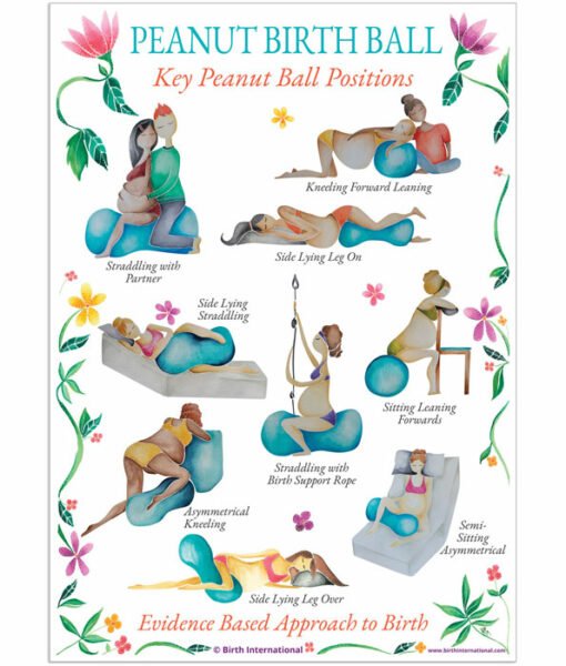 Peanut Ball Chart-Teaching Aids-Birth Supplies Canada