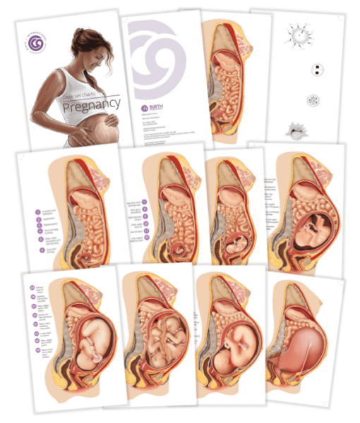 Pregnancy Charts-Teaching Aids-Birth Supplies Canada