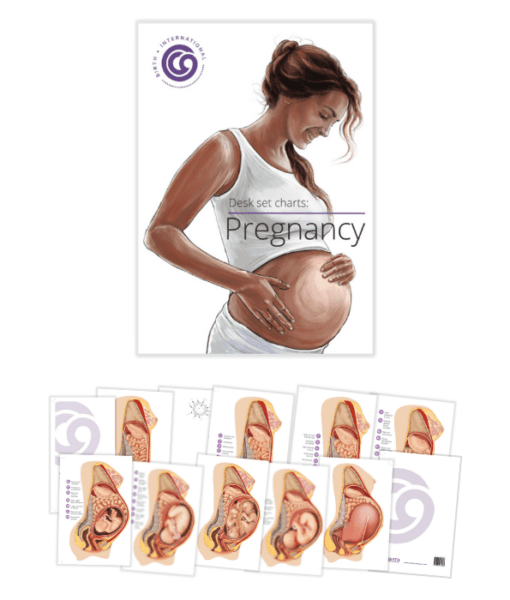 Pregnancy Charts-Teaching Aids-Birth Supplies Canada