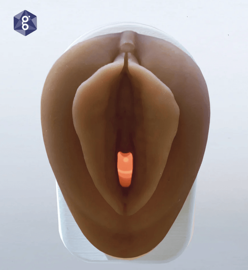 Vulva Model with Vaginal Canal-Teaching Aids-Birth Supplies Canada